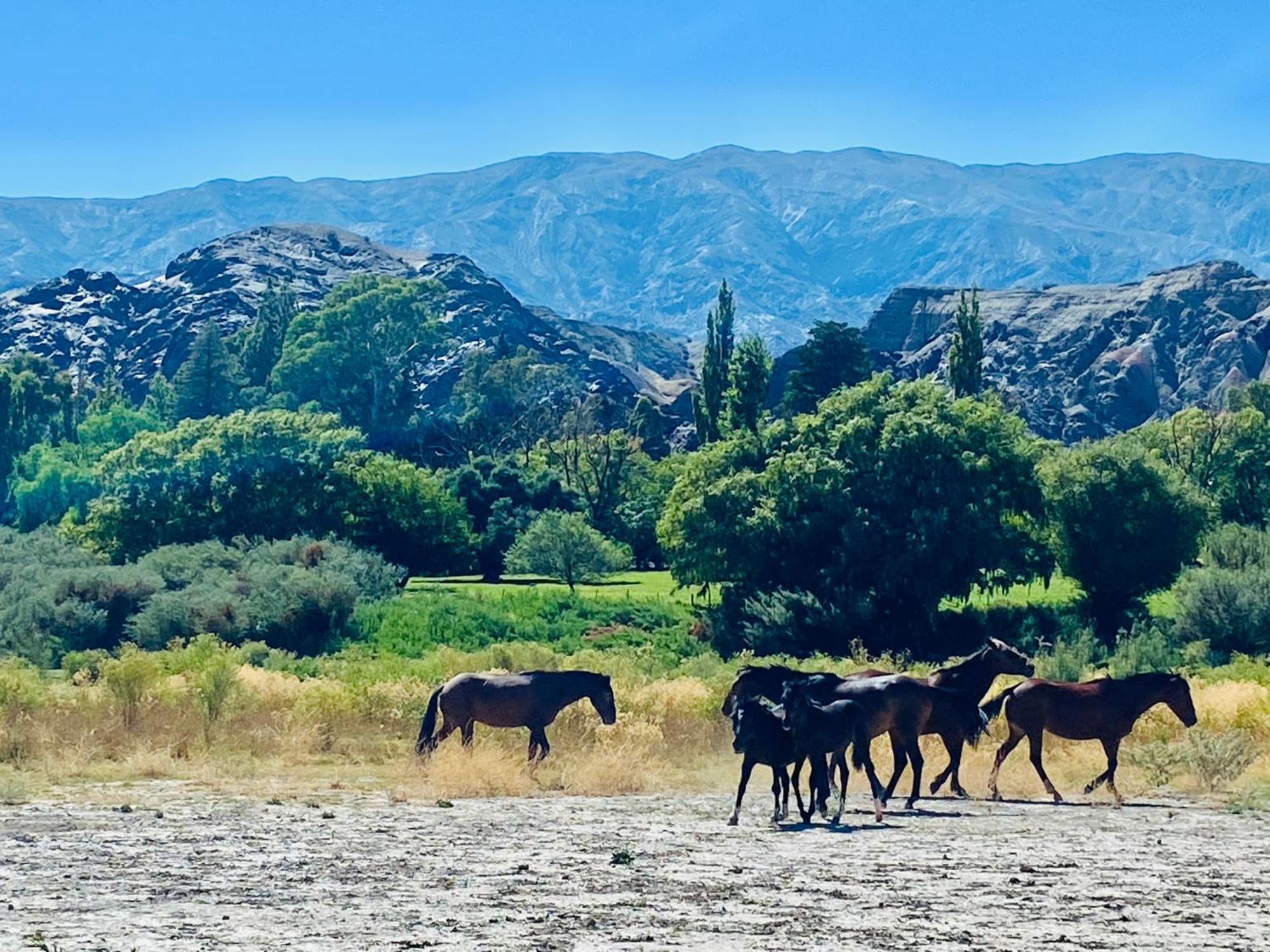 Finca Tierra Calma Casa 1 Barreal Eksteriør billede